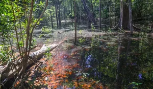 Amazonia agenciabrasil