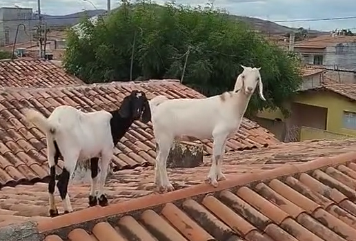 Captura de tela 2025 09 02 190824