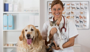 A decisão de castração envolve não apenas questões de controle populacional, mas benefícios diretos à saúde dos pets (Imagem: 135pixels | Shutterstock)