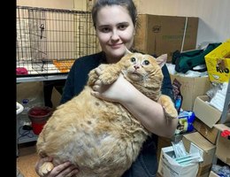 Gato mais gordo do mundo morre apos entrar em campo de emagrecimento