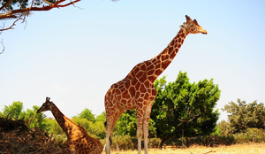 Comportamentos curiosos das girafas chamam a atenção de inúmeras pessoas ao redor do mundo (Imagem: hermitis | Shutterstock)