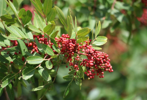 A aroeira possui propriedades benéficas para a saúde (Imagem: Uunal | Shutterstock)