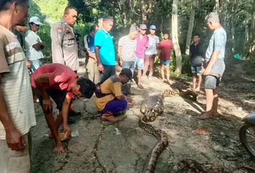 Homem e morto apos ser engolido por piton de 8 metros na Indonesia