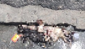 Alguns animais foram encontrados mortos dentro de uma vala de esgoto