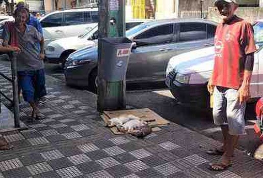 Morte animais mercado da torre joao pessoa