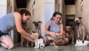 Paraibana que viralizou revela como faz animais atuarem em seus vídeos