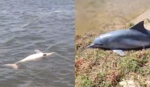 Golfinho encontrado morto praia jacare