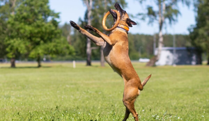 Algumas raças de cachorro se destacam por sua disposição, agilidade e resistência (Imagem: Tanee | Shutterstock)