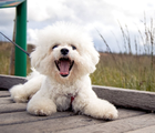 O bichon frisé encanta por sua inteligência e temperamento amigável (Imagem: Vit Tiser | Shutterstock)