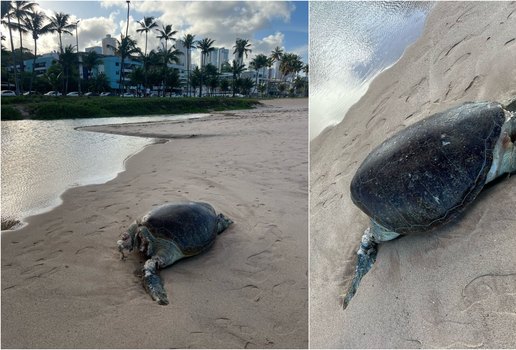 Tartaruga encontrada morta joao pessoa cabo branco