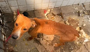 Cachorro resgatado maus tratos mucumagro