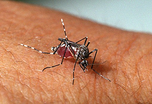 AEDES