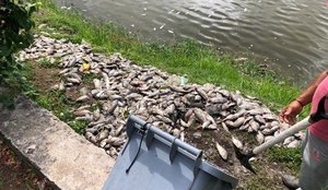 Peixes mortos foram encontrados no Parque da Lagoa