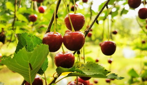 A cereja é muito apreciada na cozinha e contém nutrientes que contribuem para a saúde do organismo (Imagem: Milje Ivan | Shutterstock)