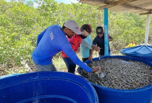 Paraíba cresce 15,7% e se mantém como 3º maior produtor de camarão do país