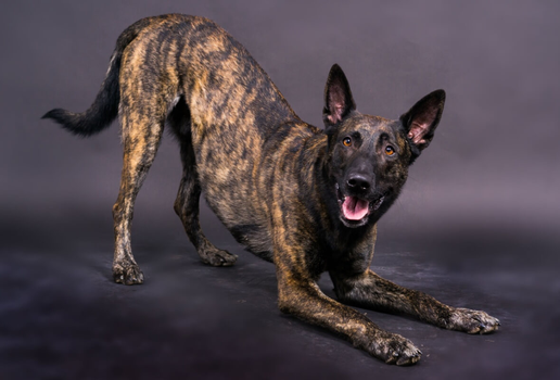 O pastor holandês se destaca como uma das raças mais completas entre os cães pastores (Imagem: Ivan Zelenin | Shutterstock)