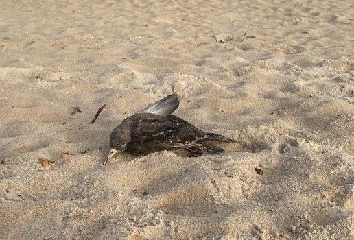 Mortes de aves acende alerta de gripe aviária na Paraíba