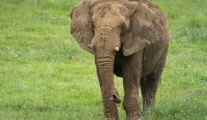 Turistas idosas morrem apos ataque de elefante durante safari na Africa