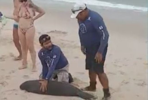 Peixe-boi-marinho recém-nascido é resgatado em praia da Paraíba