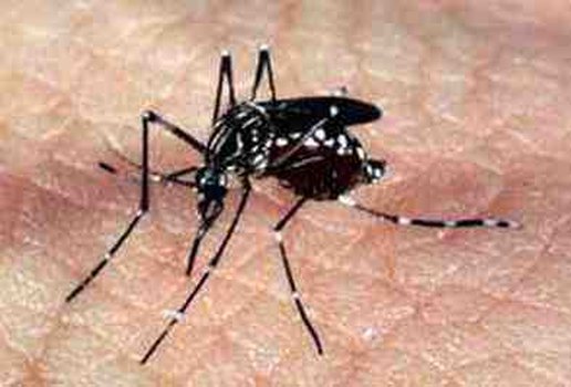 Cepa da dengue mais disseminada no mundo é encontrada no Brasil