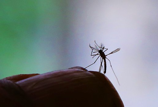 FP Estudo confirma relacao entre zika e microcefalia 01