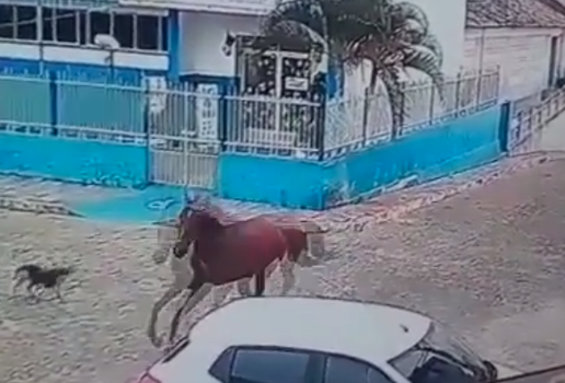 Cavalo homem morre queda