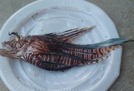 Exemplar de peixe-leão é encontrado na praia de Acaú, em Pitimbu.