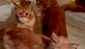 Mulher é devorada por 20 gatos de estimação após morrer em casa