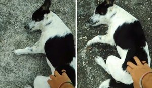 Cachorro segue jovem para pedir carinho na rua e video viraliza