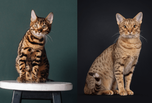 Essas raças podem ser facilmente confundidas, mas elas têm diversas diferenças (Imagem: NASTIA KHITIAEVA e Nynke van Holten | Shutterstock)