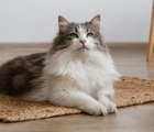 O gato siberiano tem características que o tornam popular em diversos países (Imagem: evrymmnt | Shutterstock)