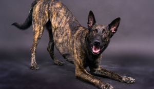 O pastor holandês se destaca como uma das raças mais completas entre os cães pastores (Imagem: Ivan Zelenin | Shutterstock)