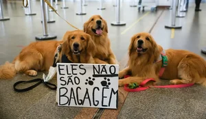 Protesto cachorro joca brasilia