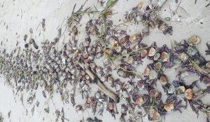 Pescadores encontram centenas de caranguejos mortos na PB