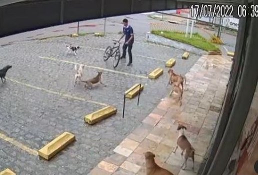 'Gangue canina' intimida funcionário em JP e vídeo bomba na web