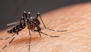 Paraíba teve quatro mortes por dengue em 2023, aponta boletim