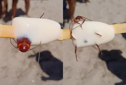 Barata picole e1acdd1351