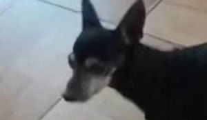 Secupa cadela atropelada 1