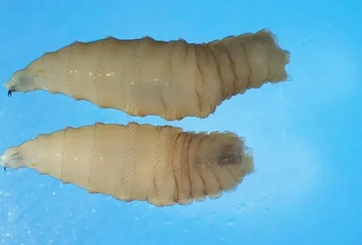 As larvas do parasita Cochliomyia hominivorax instalam se em feridas abertas e devoram os tecidos