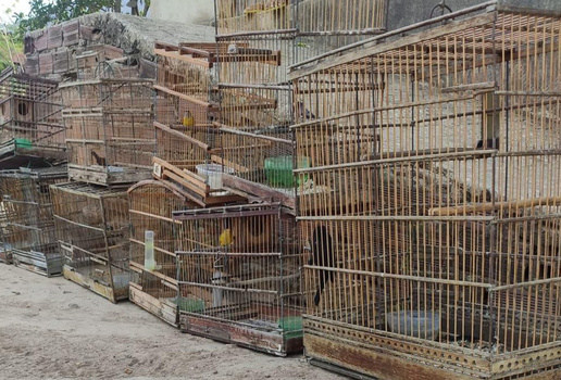 Apreensao aves silvestres