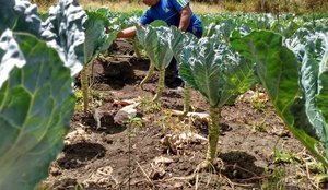 Feira agricultura