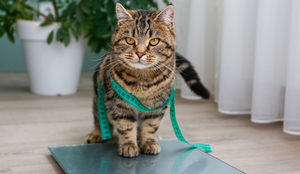 A obesidade é prejudicial para a saúde de cães e gatos (Imagem: Victoria 1 | Shutterstock)