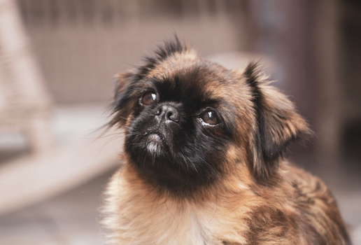 Os cachorros com focinho curto são adoráveis, mas exigem cuidados específicos (Imagem: Wirestock Creators | Shutterstock)