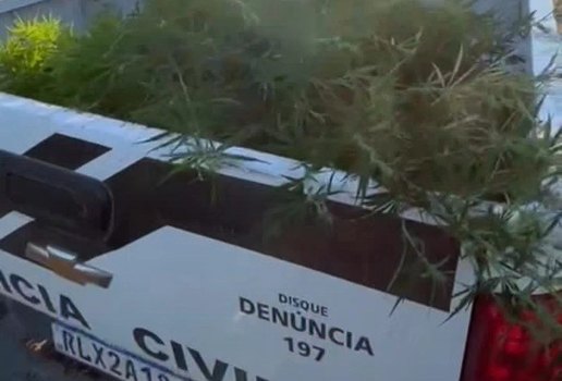 Polícia desmantela plantio de maconha e prende dupla na Paraíba