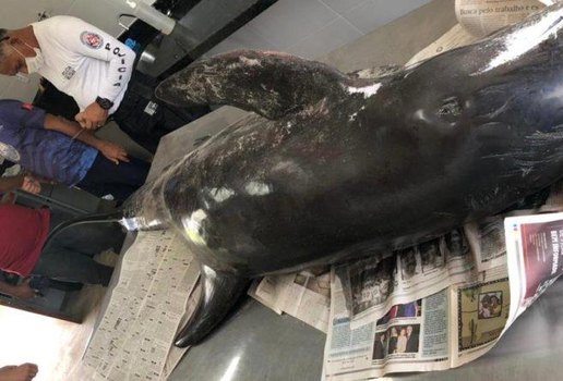 Golfinho de mais de 2 metros é encontrado morto em praia da PB