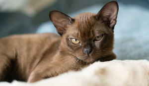 A inteligência é destaque entre algumas raças de gatos (Imagem: biggunsband | Shutterstock)