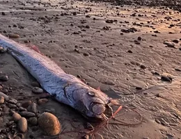 Raro e cercado de lendas peixe remo foi encontrado encalhado no sul da california na ultima quinta feira 14 1731775286536 v2 900x506 png