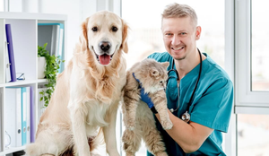 Os check-ups regulares permitem que a equipe veterinária identifique mudanças sutis e aja precocemente (Imagem: T.Vyc | Shutterstock)