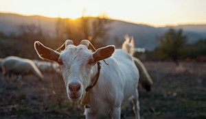As cabras surpreendem com seu comportamento, inteligência e habilidades únicas (Imagem: KaanSezer | Shutterstock)