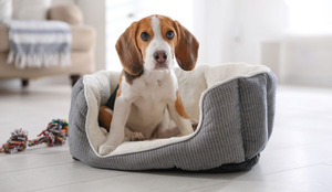 As quedas de cães e gatos são comuns, e os tutores precisam estar atentos aos sinais de desconforto (Imagem: New Africa | Shutterstock)